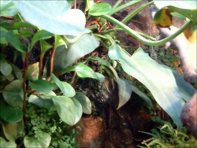 Peperomie, Philodendron
